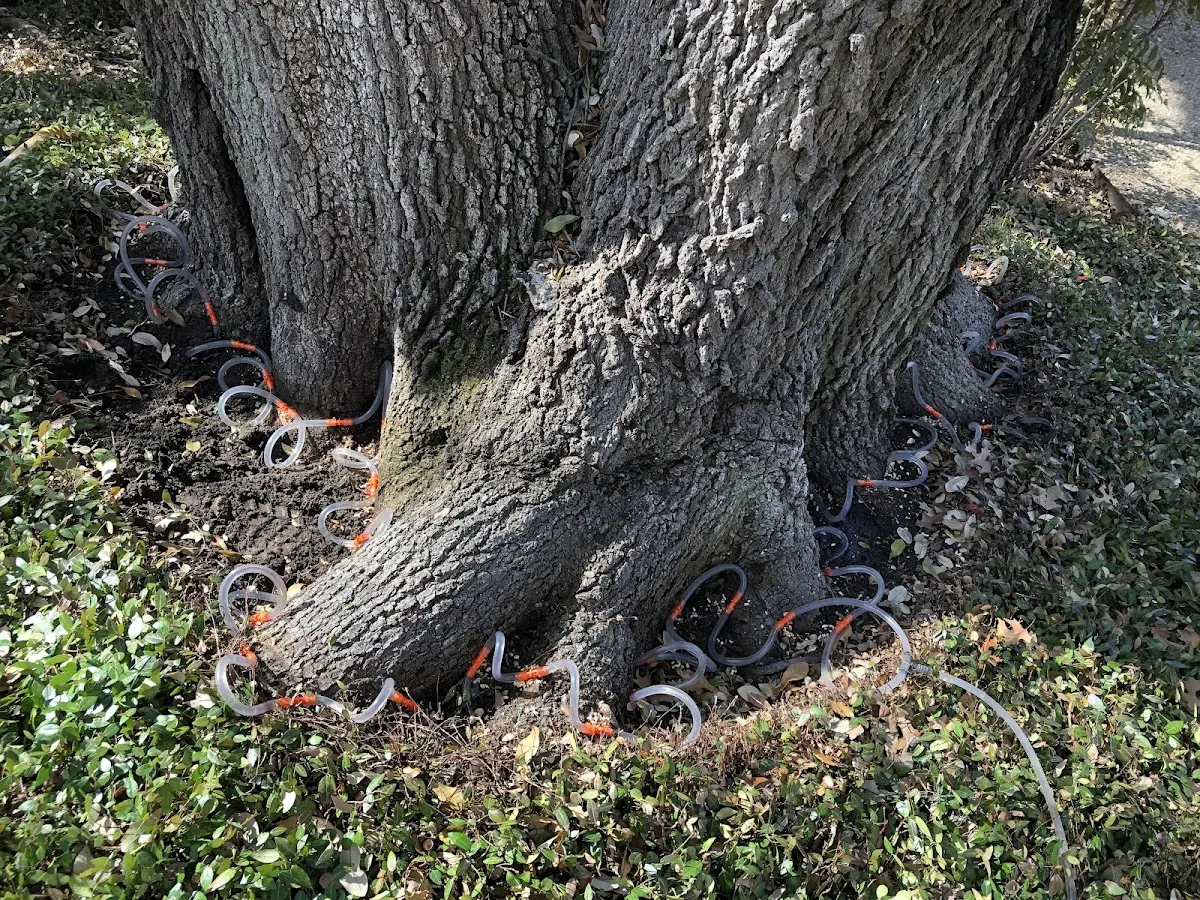 Detailed Tree Cabling and Bracing job site in North Chelmsford