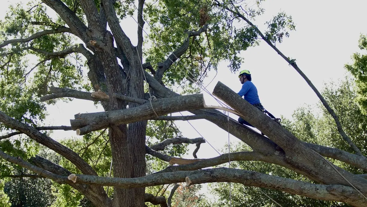 Professional Crown Thinning performed by certified arborists in North Chelmsford