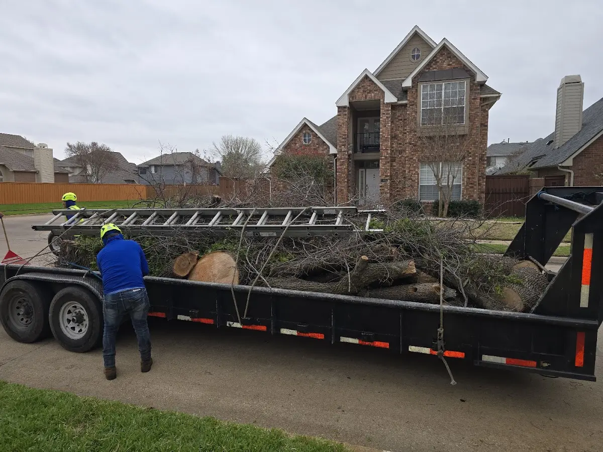 Expert Tree Pest Control with proper safety equipment in North Chelmsford